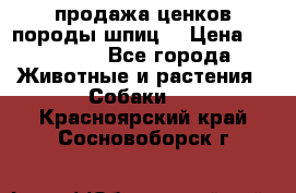 продажа ценков породы шпиц  › Цена ­ 35 000 - Все города Животные и растения » Собаки   . Красноярский край,Сосновоборск г.